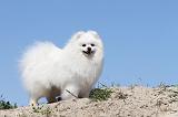 SPITZ ALLEMAND 172